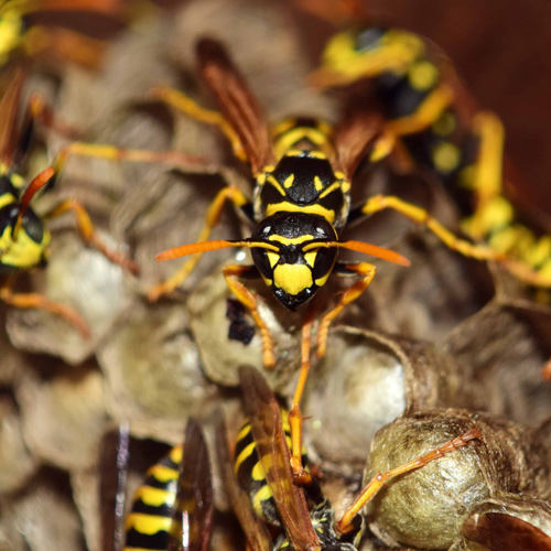 Close-up of a wasp sitting on a nest, surrounded by other wasps, with detailed focus on the insect's yellow and black body markings.
