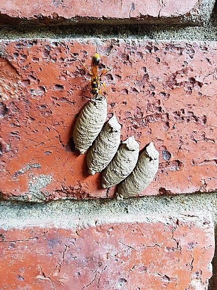A wasp is perched on top of three mud nests attached to a red brick wall.