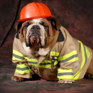 a bulldog dressed in a fireman outfit