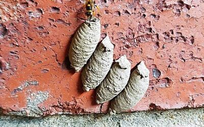 How to remove wasps from your chimney