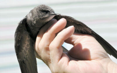 Learning About Chimney Swifts