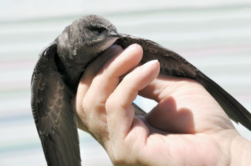 Learning About Chimney Swifts